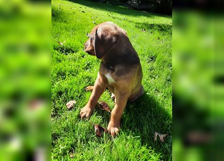 Rhodesian Ridgeback - Berner Sennenhund Welpen