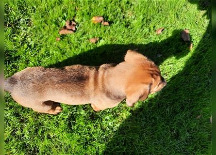 Rhodesian Ridgeback - Berner Sennenhund Welpen