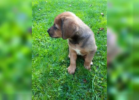 Rhodesian Ridgeback - Berner Sennenhund Welpen