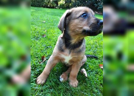 Rhodesian Ridgeback - Berner Sennenhund Welpen