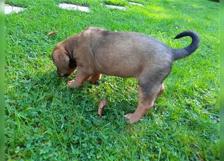 Rhodesian Ridgeback - Berner Sennenhund Welpen