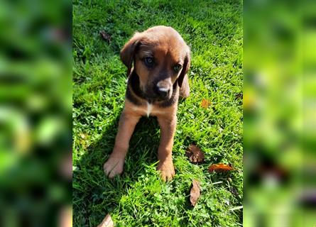 Rhodesian Ridgeback - Berner Sennenhund Welpen