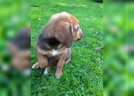 Rhodesian Ridgeback - Berner Sennenhund Welpen