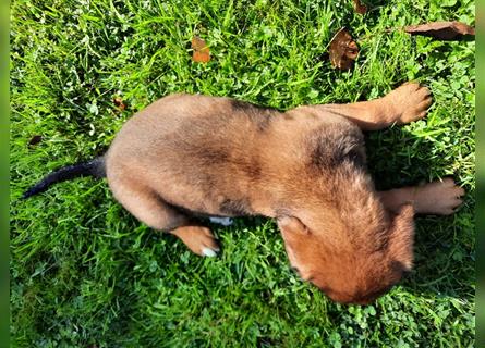 Rhodesian Ridgeback - Berner Sennenhund Welpen