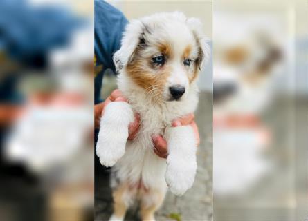 Australian shepherd Welpen 