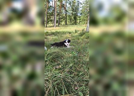 Australian shepherd Welpen 