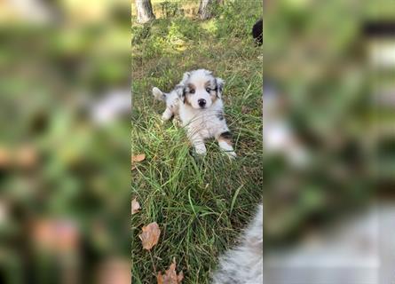 Australian shepherd Welpen 