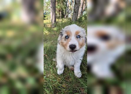 Australian shepherd Welpen 