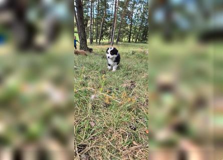 Australian shepherd Welpen 