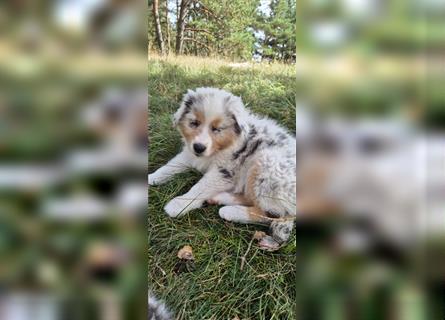 Australian shepherd Welpen 