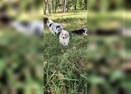 Australian shepherd Welpen 