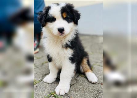 Australian shepherd Welpen 