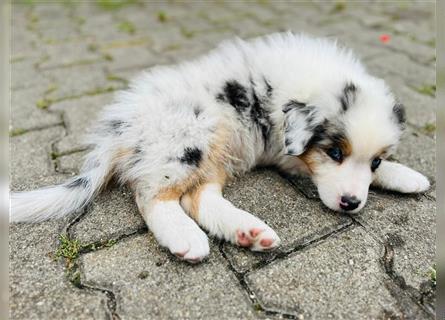 Australian shepherd Welpen 