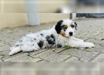 Australian shepherd Welpen 