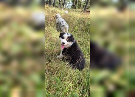 Australian shepherd Welpen 