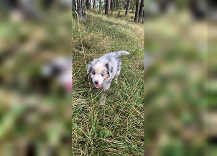 Australian shepherd Welpen 