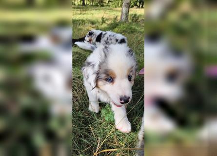 Australian shepherd Welpen 