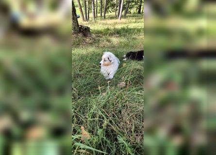 Australian shepherd Welpen 