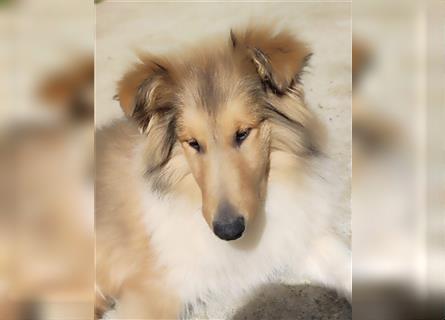 Collie Welpen aus VDH Zucht