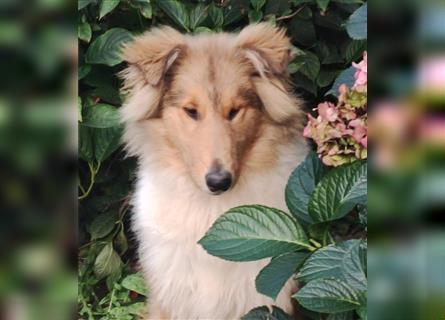 Collie Welpen aus VDH Zucht