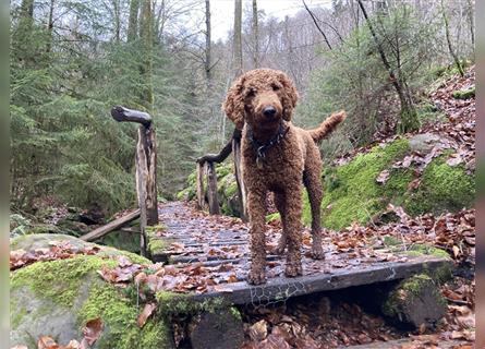 Großpudel / Königspudel Deckrüde (kein Verkauf)