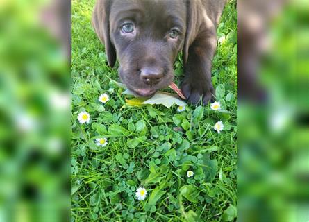 Labrador Welpen reinrassig