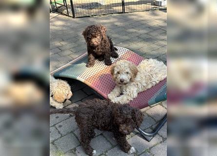 Lagotto Romagnolo Welpen