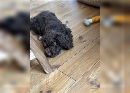 Lagotto Romagnolo Welpen