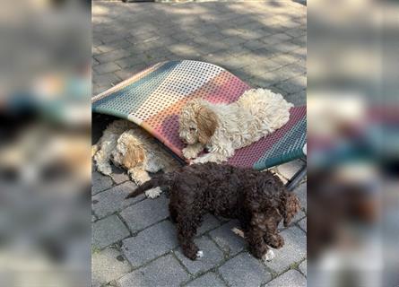 Lagotto Romagnolo Welpen