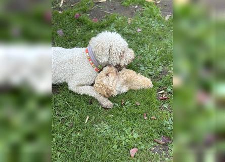 Lagotto Romagnolo Welpen