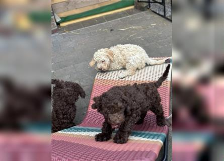 Lagotto Romagnolo Welpen