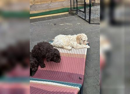 Lagotto Romagnolo Welpen