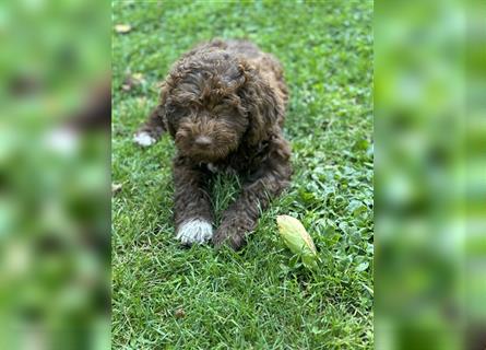 Lagotto Romagnolo Welpen