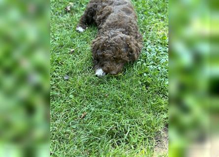 Lagotto Romagnolo Welpen