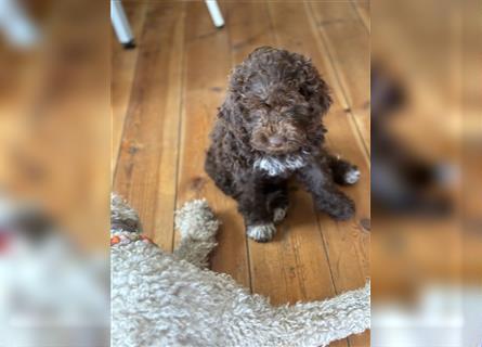 Lagotto Romagnolo Welpen