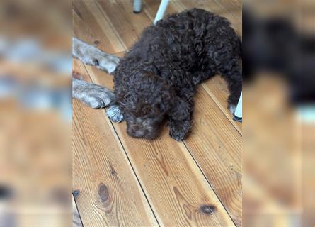 Lagotto Romagnolo Welpen