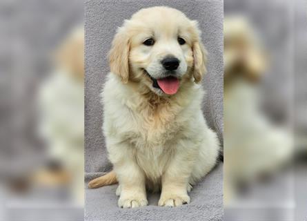 Golden Retriver