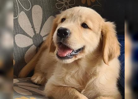 Golden Retriver