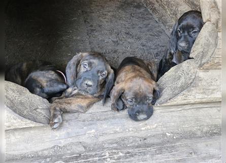 Hannoversche Schweißhunde