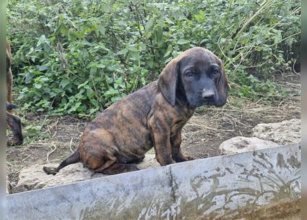 Hannoversche Schweißhunde