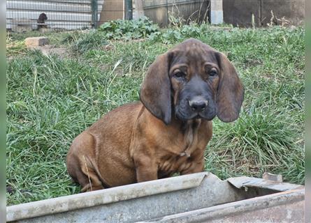 Hannoversche Schweißhunde