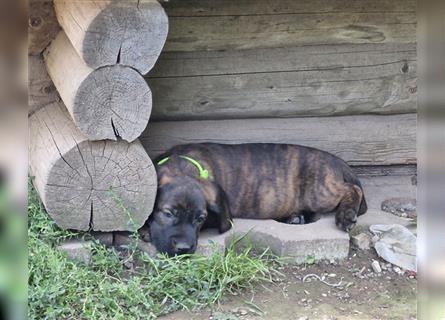 Hannoversche Schweißhunde