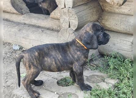 Hannoversche Schweißhunde