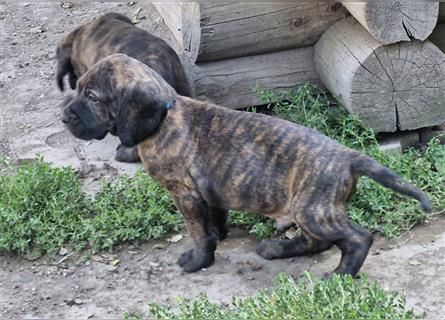 Hannoversche Schweißhundwelpen