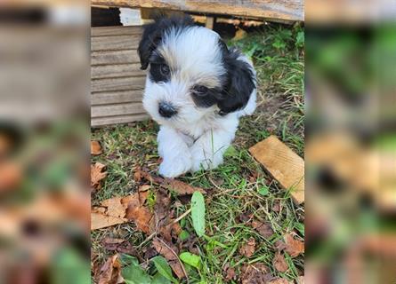 Biewer Yorkshire Terrier