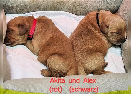 Akita mit Axel