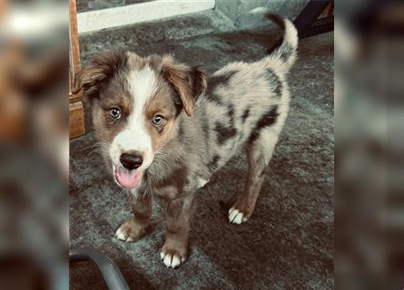 Miniature Australian Shepherd /Australian Shepherd