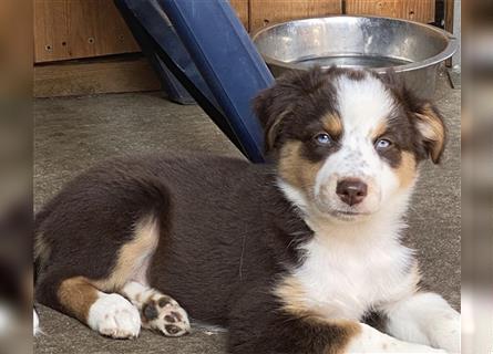 Miniature Australian Shepherd /Australian Shepherd