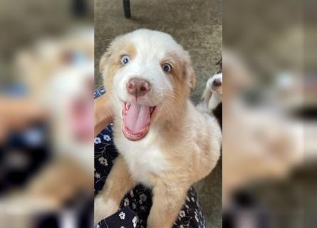 Miniature Australian Shepherd /Australian Shepherd