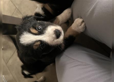 Mini Australien Shepherd Welpen